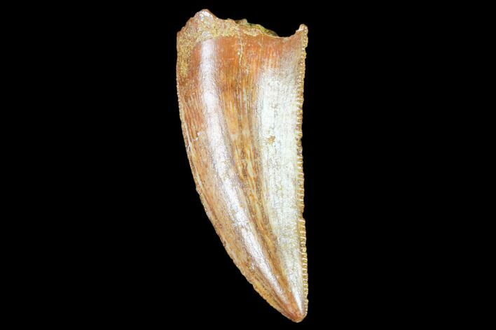 Raptor Tooth - Real Dinosaur Tooth #102354